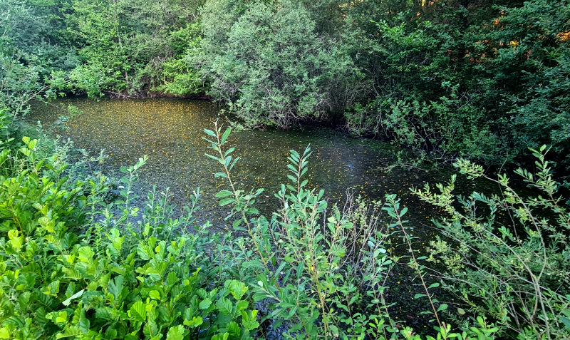 Großer Weiher Großer Weiher